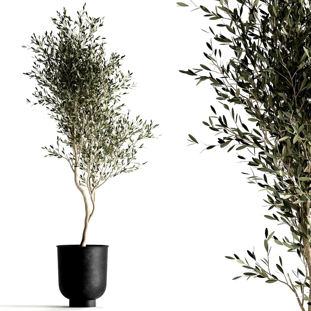 olive tree in a flowerpot for the interior 966