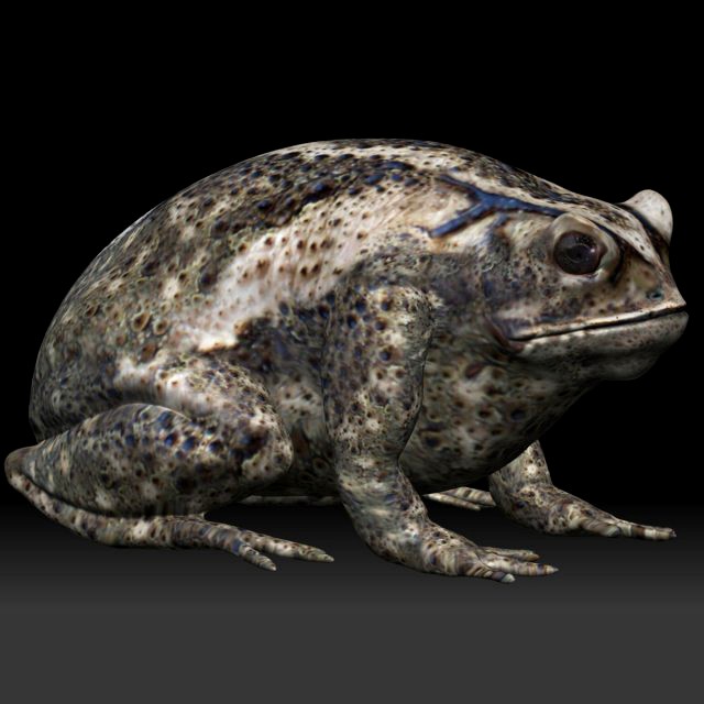 cane toad bullfrog fat frog