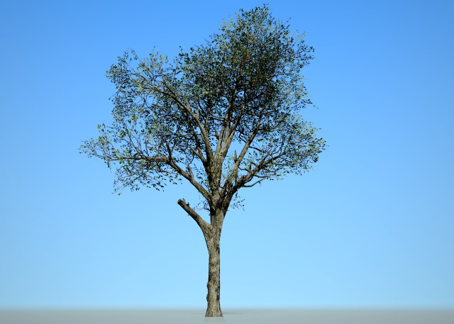 broadleaf002