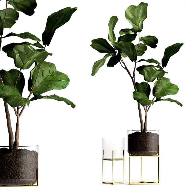 ficus lyrata trees in a glass flowerpot 959