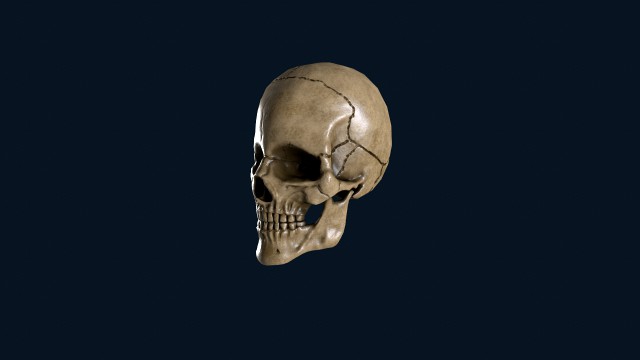 skull