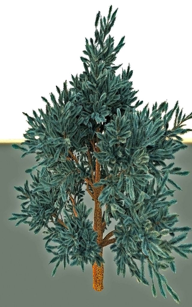 blue spruce