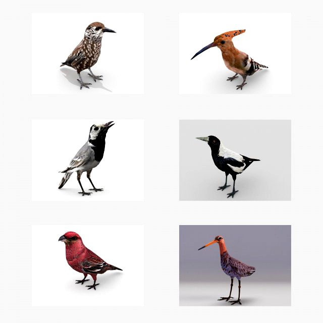 european birds bundle