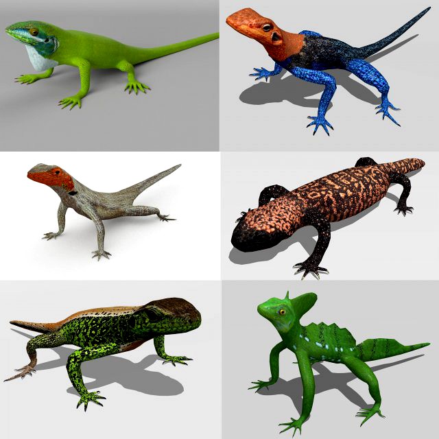 lizards bundle