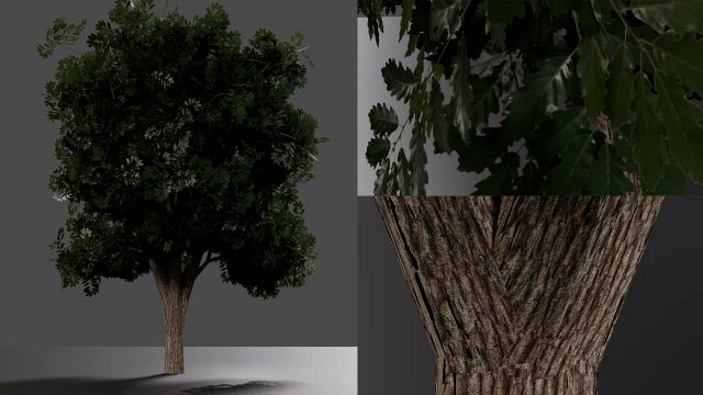 realistic oak medium size