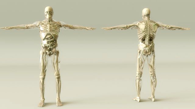 male skeleton internal organs anatomy