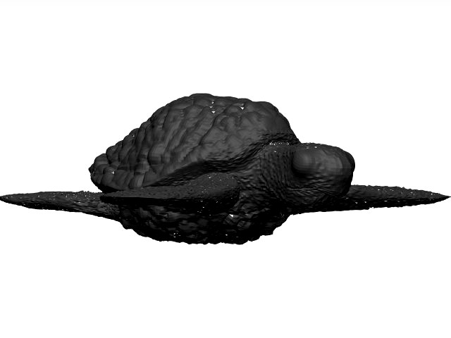 Sea turtle