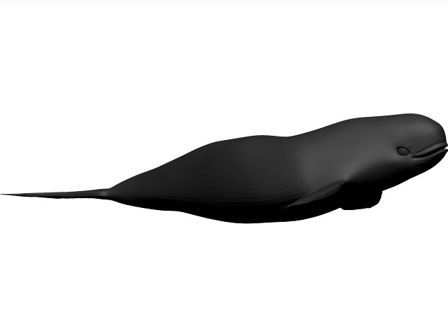 Whale