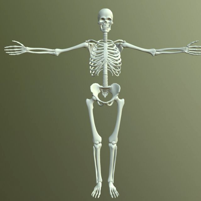 human skeleton