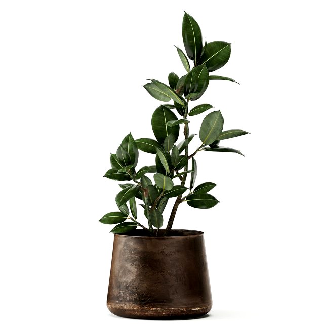 ficus in a flowerpot for the interior 918