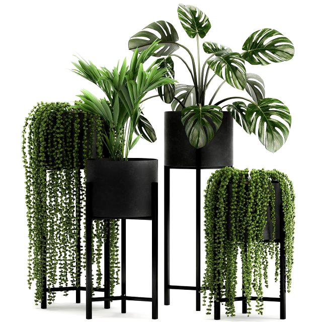 houseplants in a black pot for the interior 911