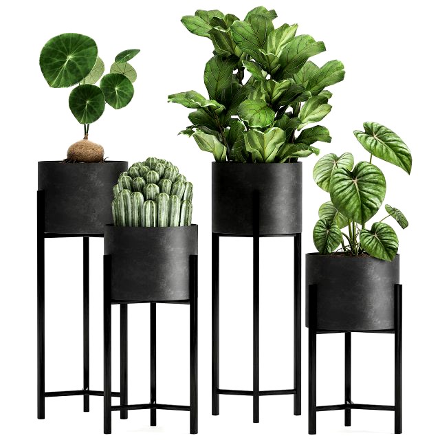 houseplants in a black pot for the interior 909