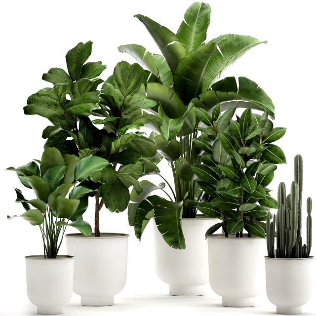 houseplants in a white pot for the interior 906