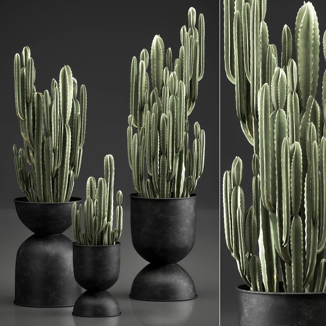 cactus in a flowerpot for the interior 898