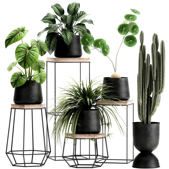 houseplants in a pot for the interior 899