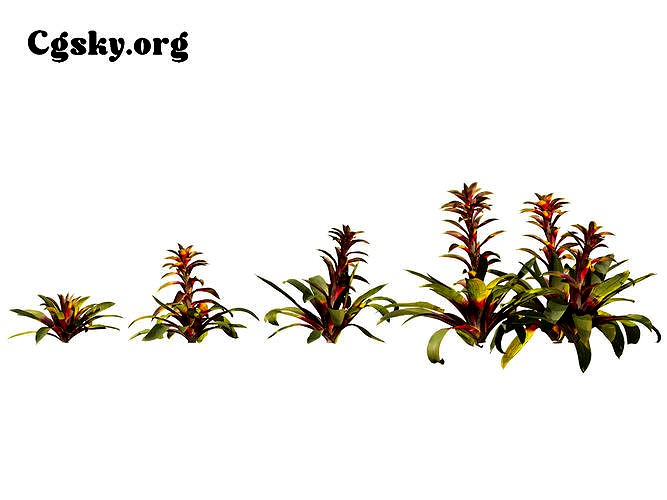 Guzmania sanguinea - the scarlet star