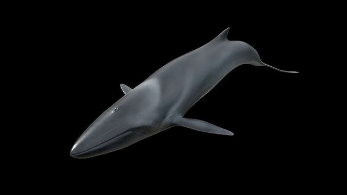 Fin whale