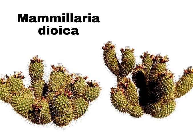 Mammillaria dioica