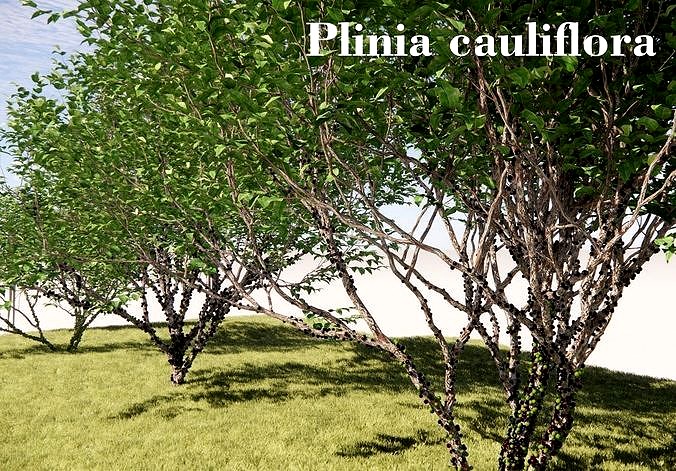 Plinia cauliflora