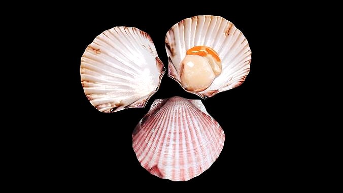 Scallop shellfish