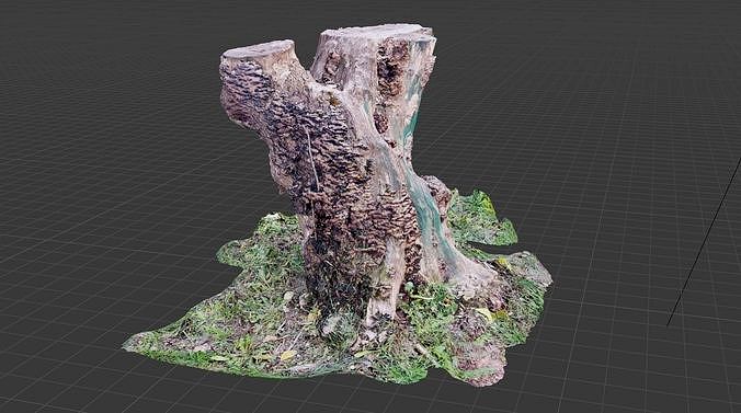 Tree trunk