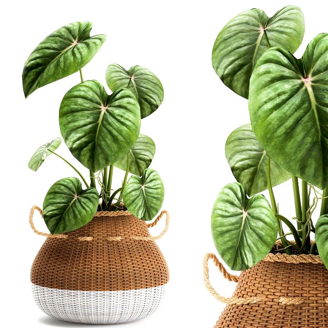 houseplants in a pot for the interior 891