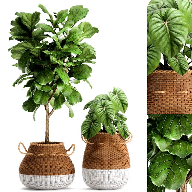 houseplants in a basket rattan for the interior 893