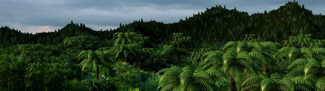 rain forest