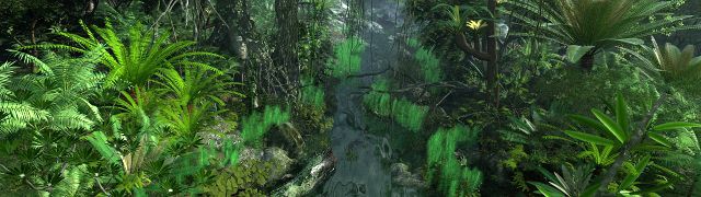 rain forest