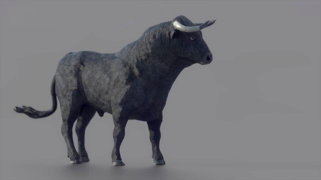 spanish fighting bull