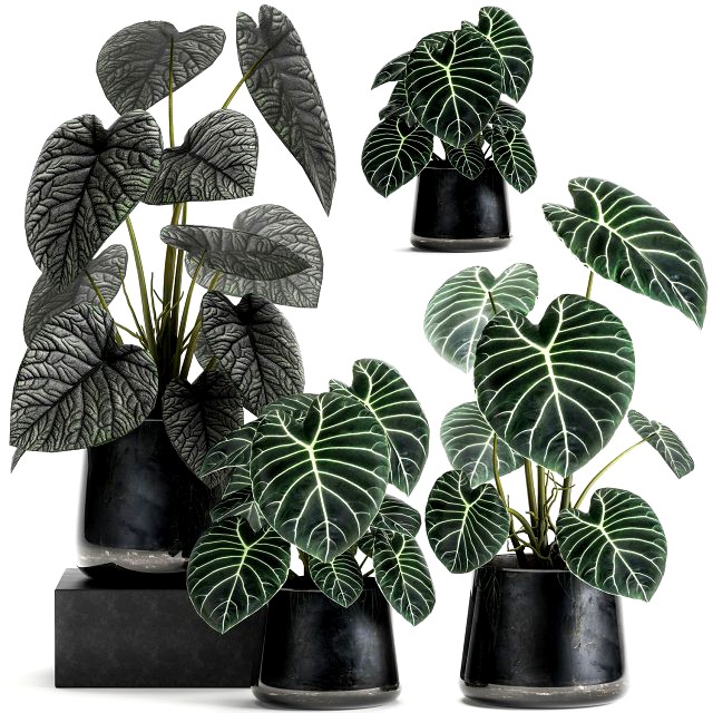 anthurium clarinervium in a pot for the interior 885