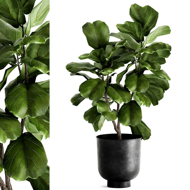 ficus lyrata trees in a pot for the interior 878