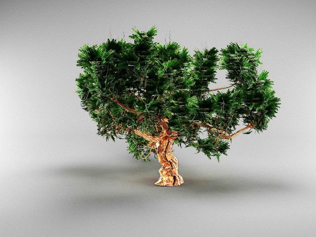 spruce tree