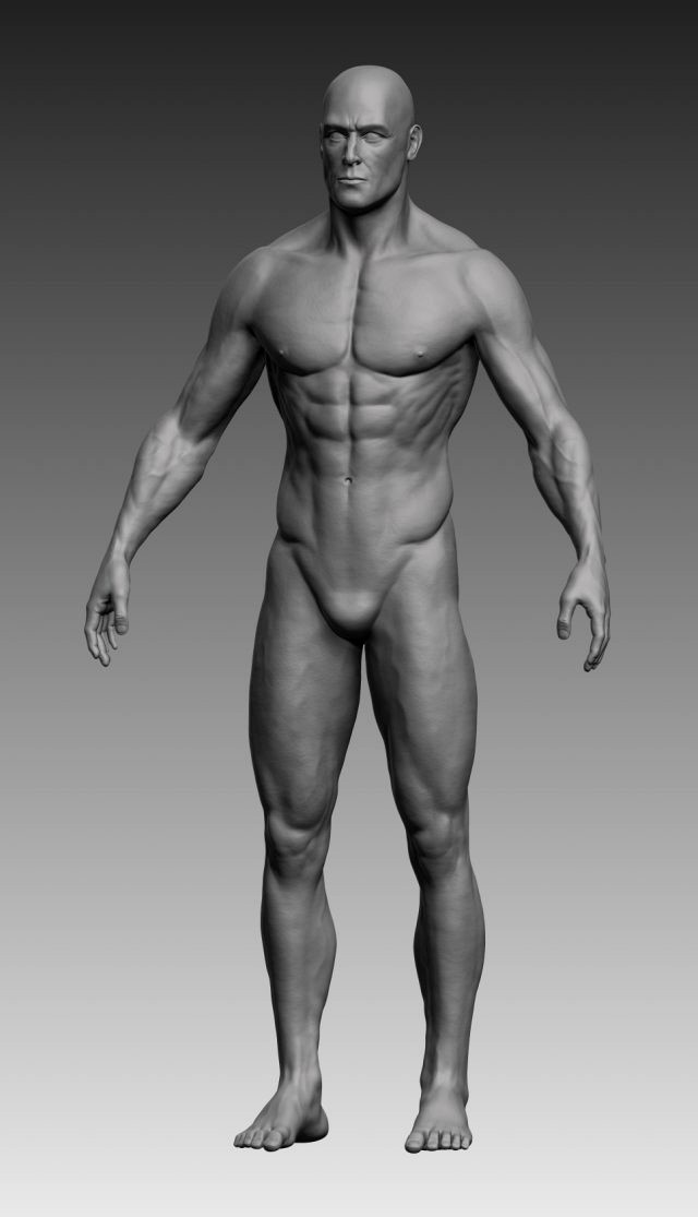 anatomical body base mesh