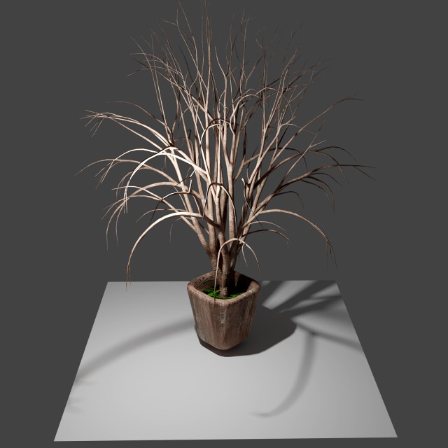 pot with tree