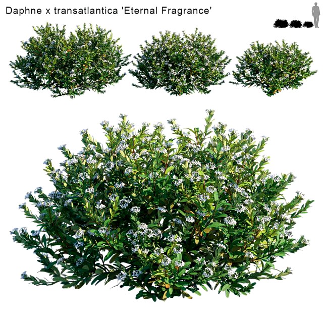 daphne x transatlantica eternal fragrance