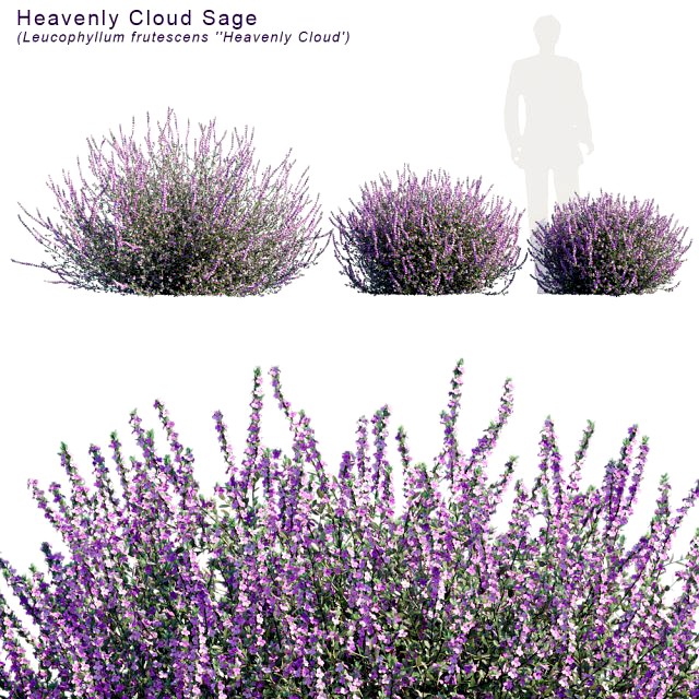 heavenly cloud sage leucophyllum frutescens