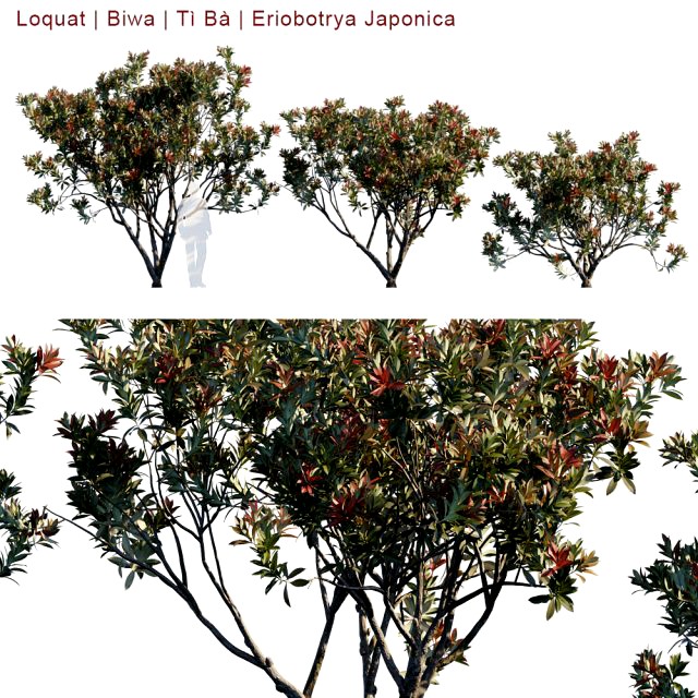 loquat biwa eriobotrya japonica v2