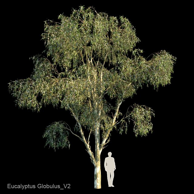 eucalyptus globulus var2