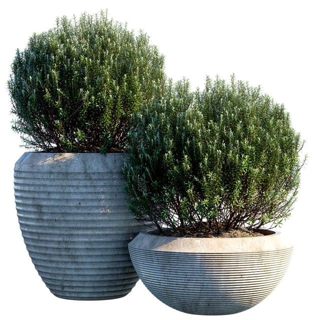 plant in pots 3