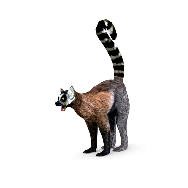 lemur