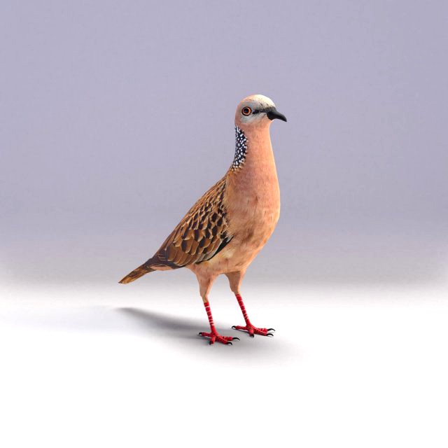 spotted dove model