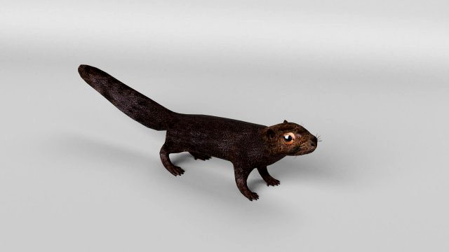 squirrel model