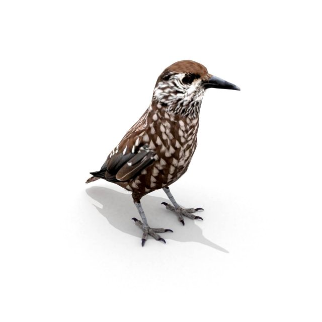 3d eurasian nutcracker model