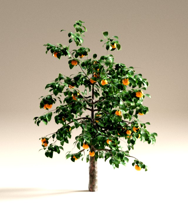 orange tree