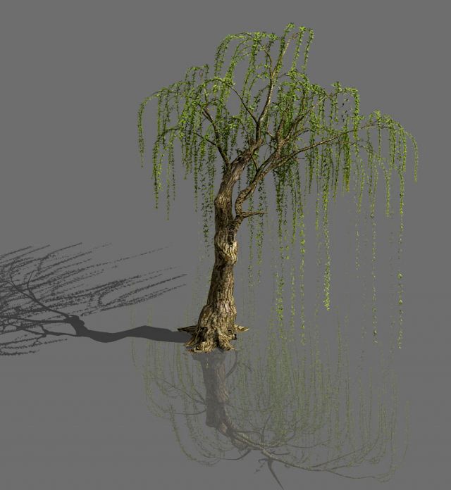 plant-forest-weeping willow 07