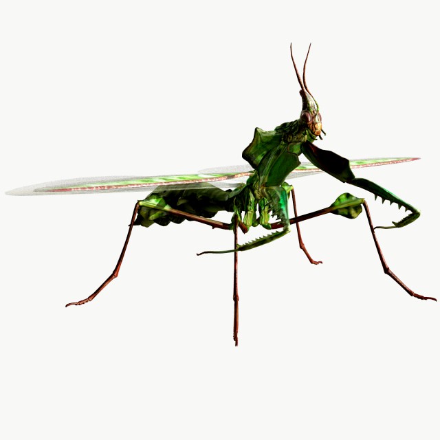 giant devils flower mantis
