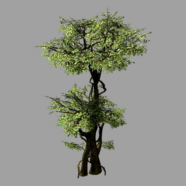 garden-garden-tree 57