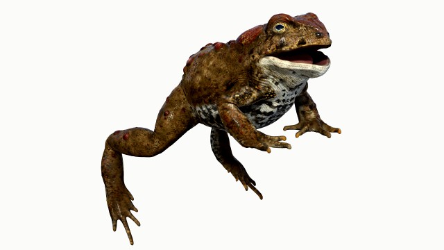boreal toad