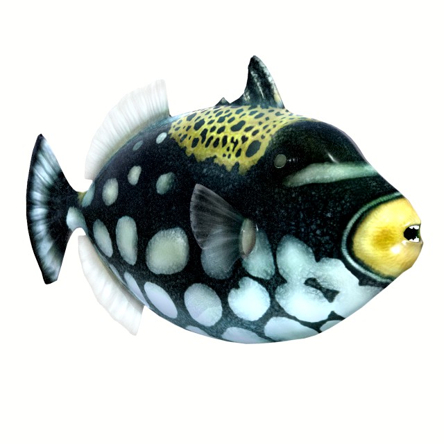 clown triggerfish